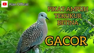 Download lagu Suara Tekukur Lokal Memanggil Cocok Untuk Pikat Durasi 1 jam TANPA IKLAN mp3