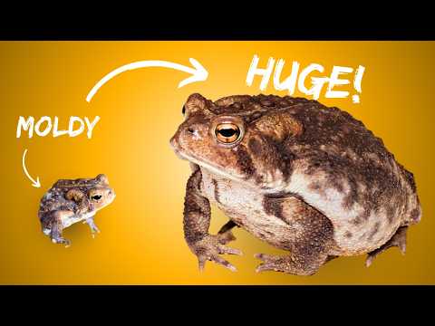I Saved a Toad’s Life & Built it a Bio-Active Terrarium