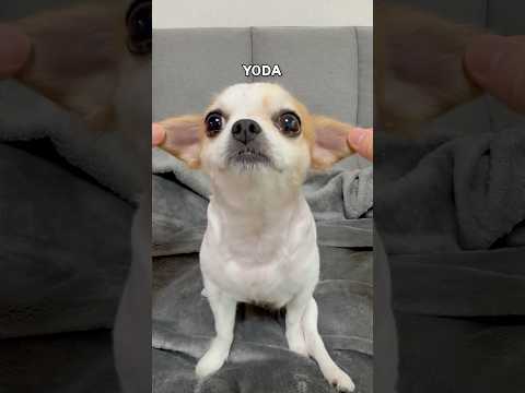 Puppy, Bear, Bunny, Yoda, Seal #dogshorts #dogmemes