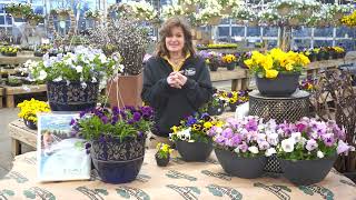 How to Care for Pansies ENGLISH GARDENS