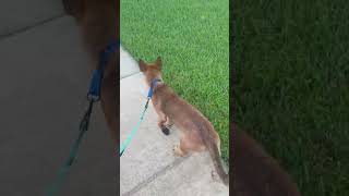 Video preview image #1 German Shepherd Dog Puppy For Sale in Lighthouse Point, FL, USA