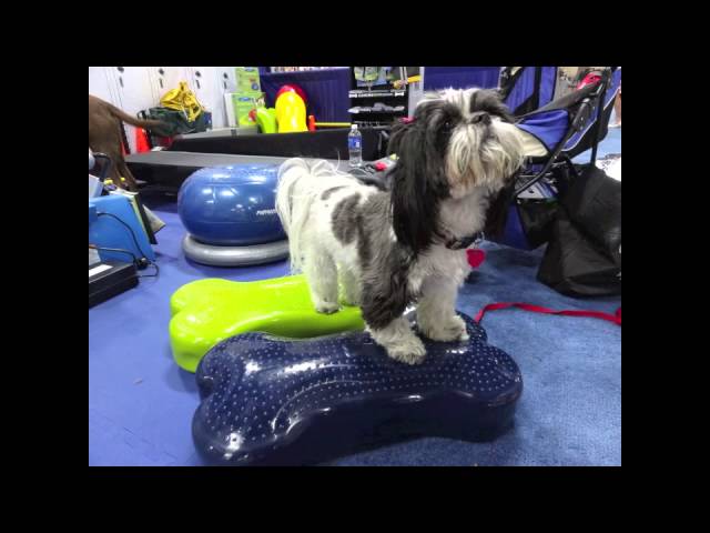 Video teaser per K9FITBone