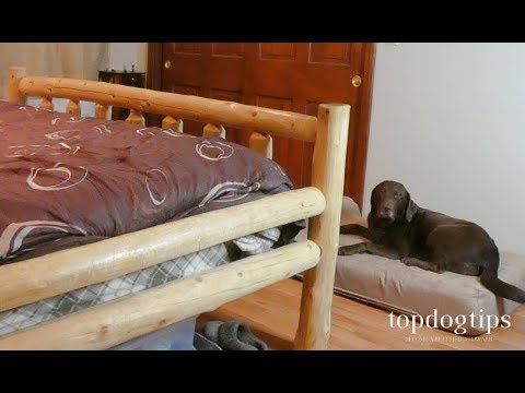 YouTube video about: How to keep dog from laying on puppies?