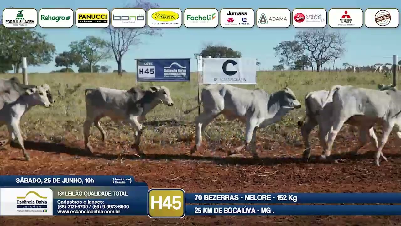 Vídeo LOTE H45 - 13º Leilão Qualidade Total 2022