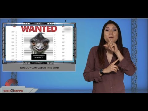 Nobody can catch this Emu! (ASL - 8.3.19)