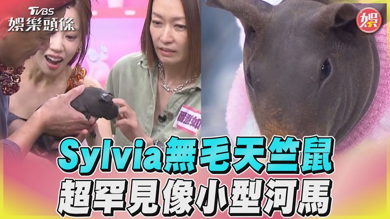 影音/《女人我最大》Sylvia無毛天竺鼠 超罕見像小型河馬