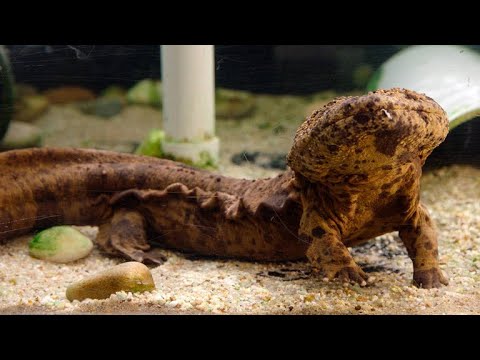 image-What kind of salamanders live in Flatwoods?