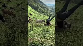 Un mouton donne un coup de tête à un agriculteur stupide dans un champ