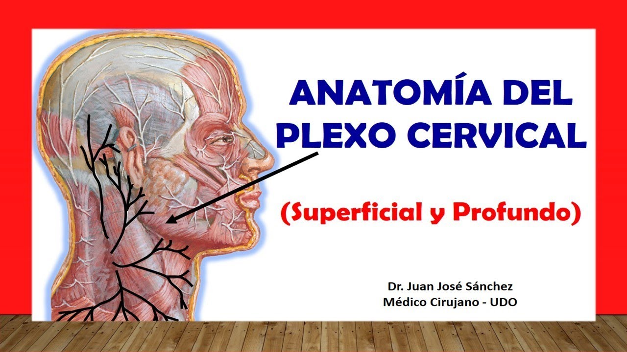 🥇 CERVICAL PLEXUS, Anatomy (Superficial and Deep). Easy, Fast and Simple