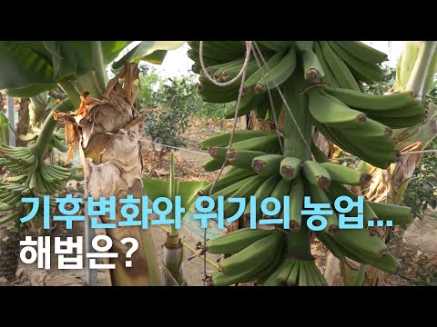 , title : '[뉴스투데이] 기후변화와 위기의 농업  해법은? | 전주MBC 210621 방송'