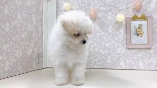 ハーフ犬の動画01