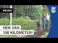Friezen starten met bouw wolvenhek: ‘Kunnen ze niet doodschieten’