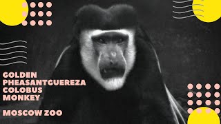 Восточный колобус Московский зоопарк Обезьяны Guereza colobus Moscow Zoo Monkey
Подпишитесь на канал https://www.youtube.com/c/ziminvideo
Восточный колобус. Московский зоопарк
Музыка - Александр Зимин.
Отряд: Приматы. Семейство: