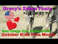 Grevy S Zebra Foals Make Their Debut At The San Diego Zoo Safari Park