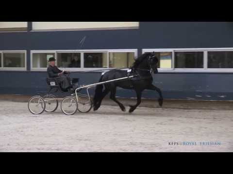 Gerben 479 (Doaitsen x Sape)