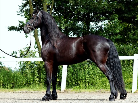 Stal Okkema's Gerrit - Markus x Norbert - gelding - 2018 - 1.65