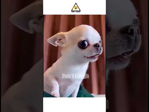 #funny #viral #youtubeshorts #shorts #live #funny #memes #meme #tranding #lol #hashtag #dog #cats