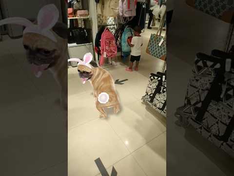 cute dog dancing 🐕🩰🐾🥁🥁🤣🤣😄#funnyanimal