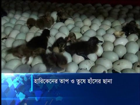 হারিকেনের তাপ ও তুষে হাঁসের ছানা
