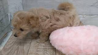 ハーフ犬の動画02