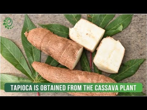 10 Wonderful Benefits And Uses Of Tapioca | Organic Facts