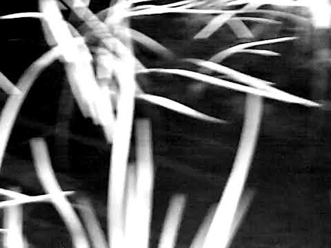 Dog Will Hunt