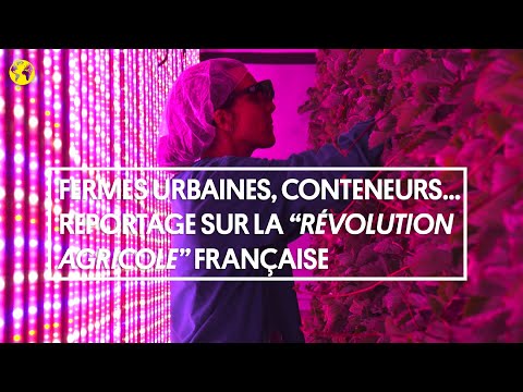 Fermes sur les toits, fraises en conteneurs : en France, une “révolution agricole” est en cours
