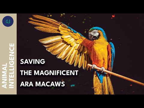 The kingdom of the Ara Macaws | AI