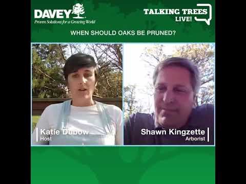 Oak Trees: When to Prune Oak Trees to Prevent Oak Wilt