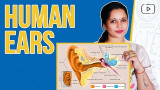 Human Ears | Grade 5 Science Activities | Science for grade 5 | Biology Science | Sparkle Box