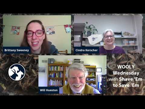 Wooly Wednesday with Will Hueston and Barbados Blackbelly Sheep