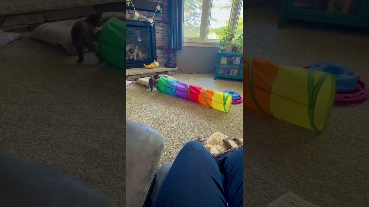 Fable, a Adoptable Domestic Short Hair in Traverse City, MI video 3/3