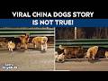 China's Viral '7 Stolen Dogs' Story Turns Out To Be Fake. Here's What Really Happened