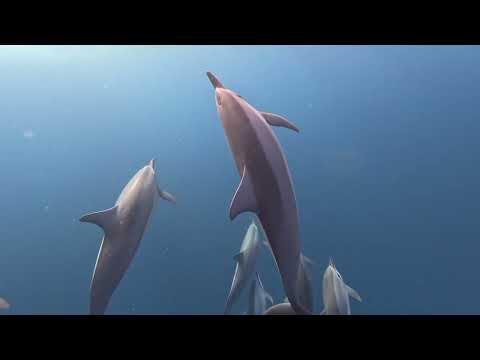 Dolphins In Mauritius with South Africa Surf Ski