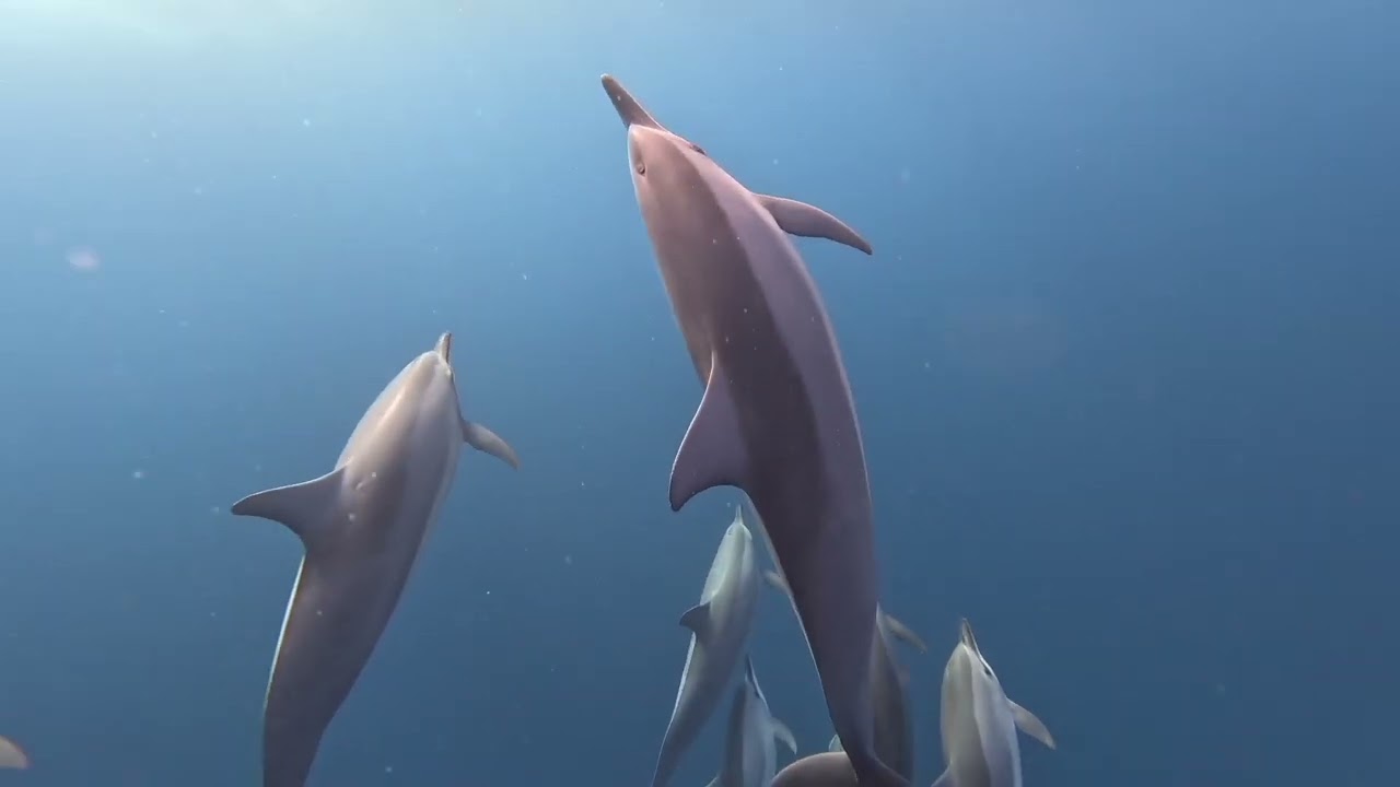 Dolphins In Mauritius with South Africa Surf Ski