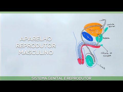 Sistema reprodutor masculino