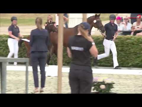 Floriano LL e Blue Hors Feinstar x Romanov x Londonderry