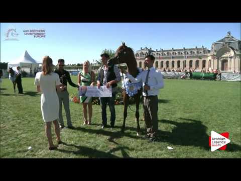 BRONZE - N.58 MM JABARI - Chantilly 2016 ABCE - Yearling Colts Championship (Class 14)