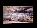 Baby Noah S Animal Adventure Animals In The Outback