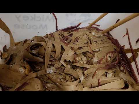 1 week to overfeed a worm bin, 6 weeks to fix it