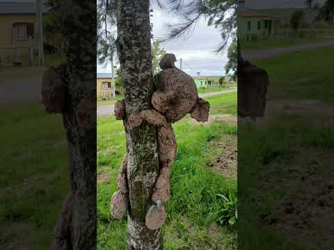 Fui a San Gabriel, Florida esperando ver un pueblo común... Y encontré ESTO!🤯🌿
