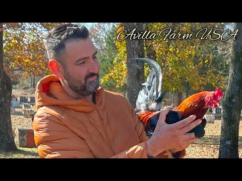 Foster kelso Yellow leg hatch Grey - AVILLA FARM USA