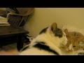 The Automatic Cat Washing Machine