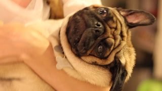 Proof Pugs Are The Most Majestic Dogs