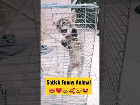 #cat crying 😻 ! #short youtube short #short video