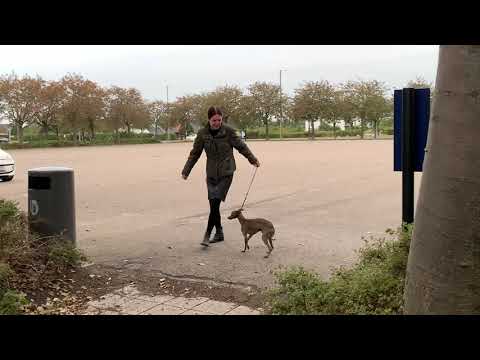 🏖AN EVENING ON BEACH🏝 near by my house! #Denmark #peaceful #beach #Arken #Mosedefort #Copenhagen