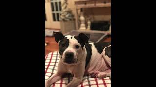 Video preview image #1 Boston Terrier-Unknown Mix Puppy For Sale in Cuyahoga Falls , OH, USA