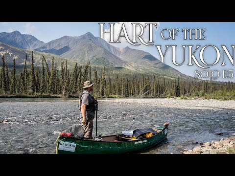 Hart of the YUKON- 14 Days Solo Camping in the Yukon Wilderness - E.5- Caribou & Wild Berries