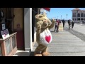 Care Bears Tenderheart Bear Music Video Home Is In Your Heart
