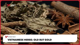 Vietnamese herbs: Old but gold | Vietnam Today